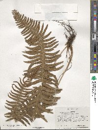 Blechnum hastatum image