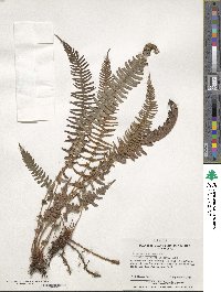 Blechnum hastatum image