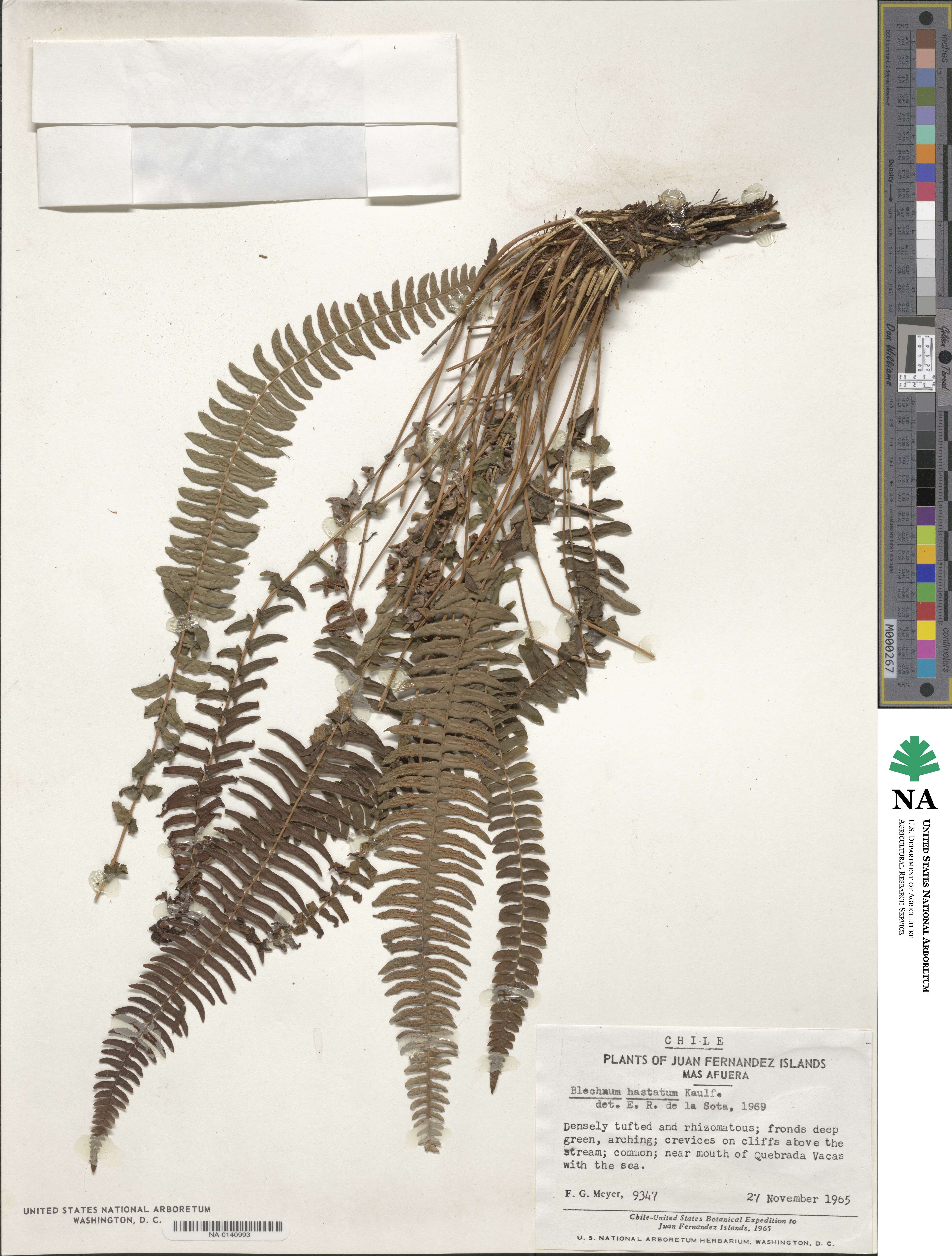 Blechnum hastatum image