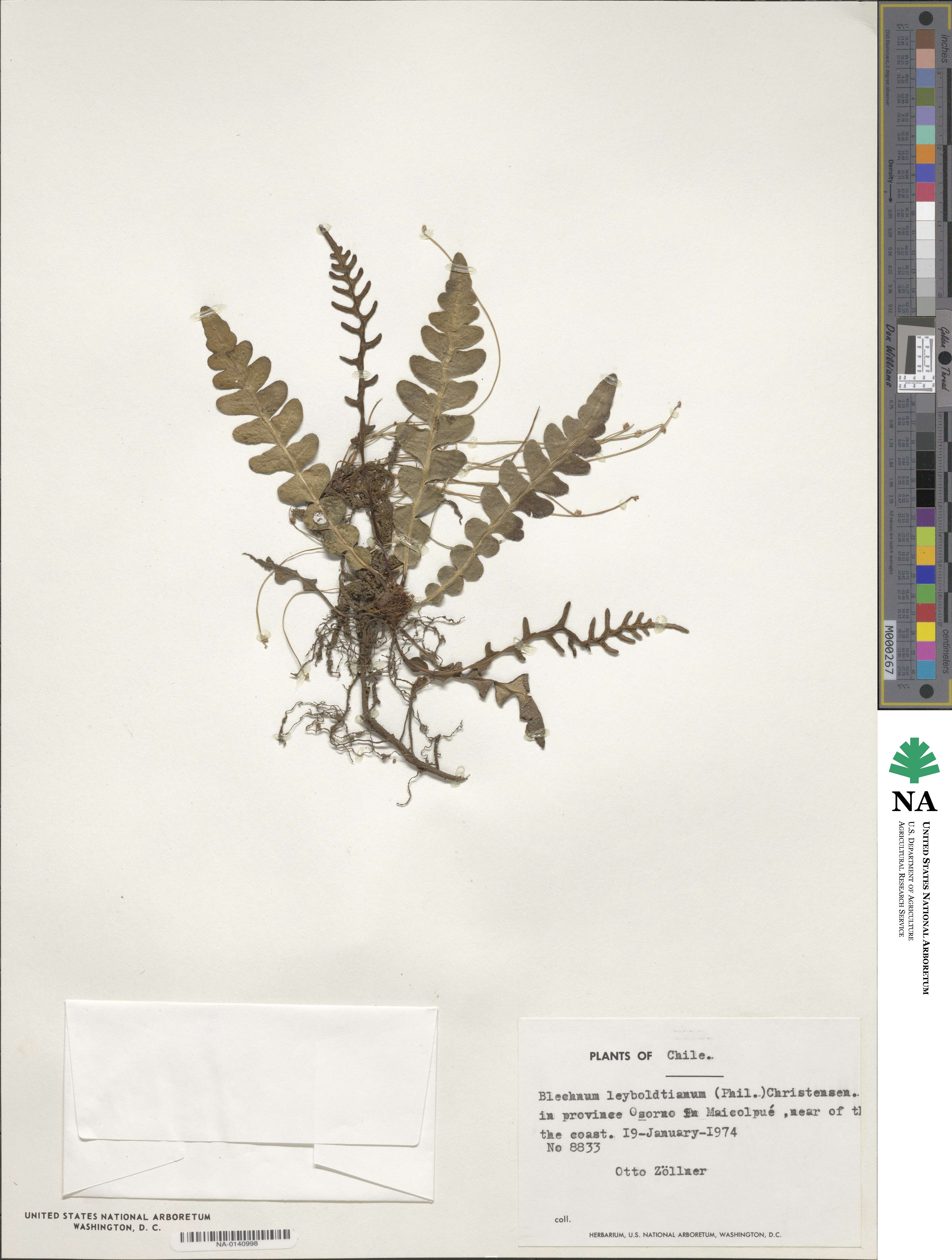 Austroblechnum leyboldtianum image