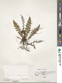 Image of Austroblechnum leyboldtianum