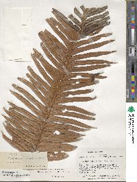 Lomariocycas magellanica image