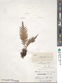 Lomariocycas magellanica image