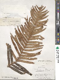 Lomariocycas magellanica image