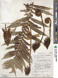 Lomariocycas magellanica image