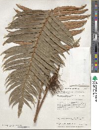 Lomariocycas magellanica image