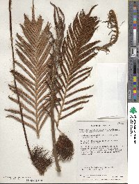 Lomariocycas magellanica image