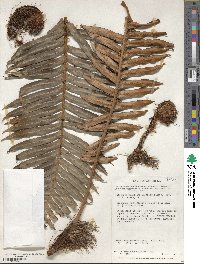 Lomariocycas magellanica image