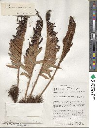 Lomariocycas magellanica image