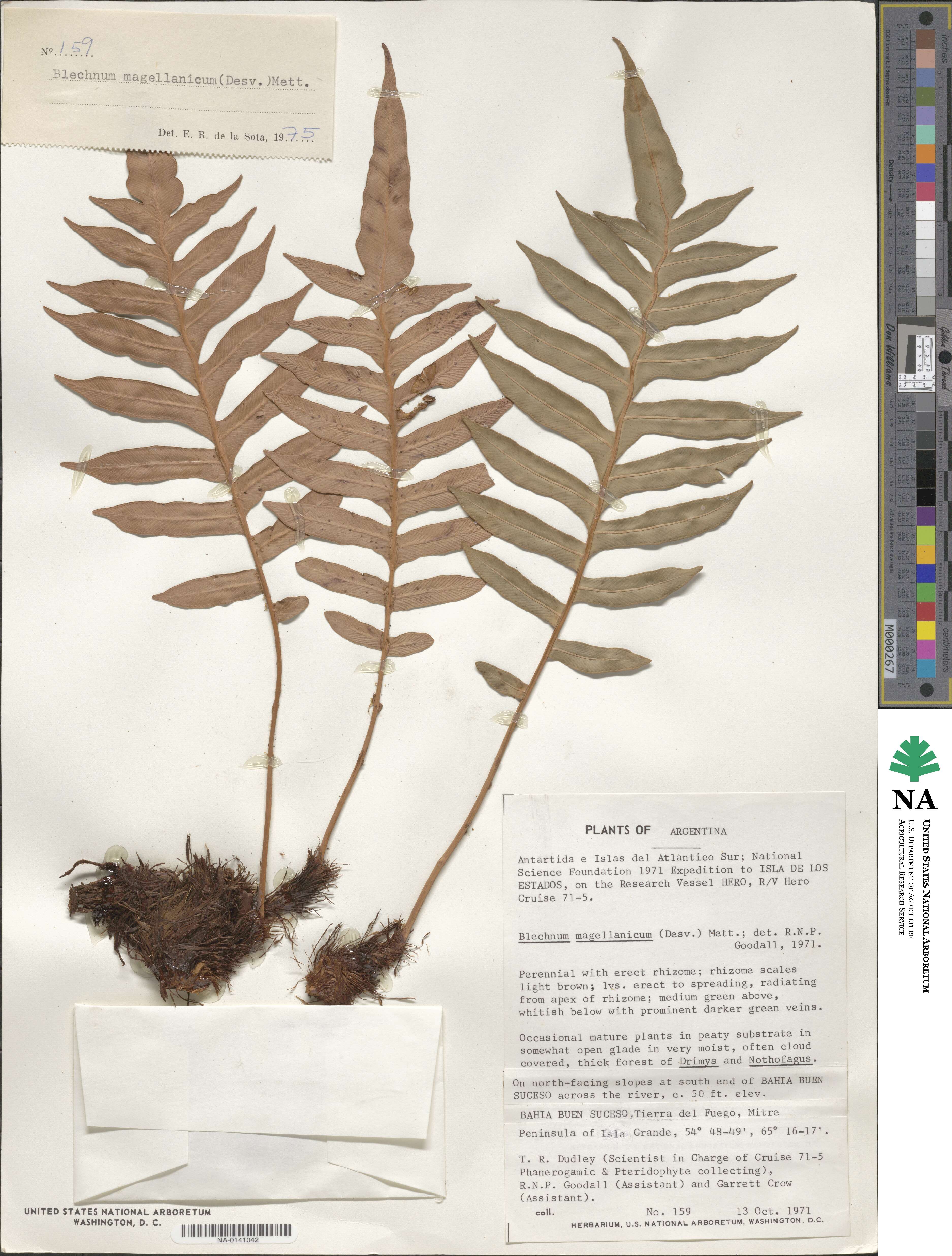 Lomariocycas magellanica image