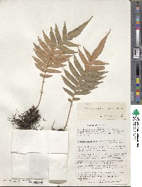 Lomariocycas magellanica image