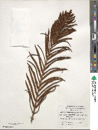 Lomariocycas magellanica image