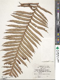 Lomariocycas magellanica image