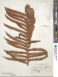 Lomariocycas magellanica image