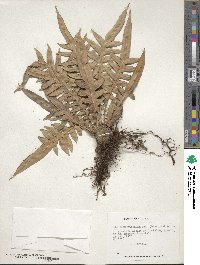 Lomariocycas magellanica image