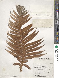 Lomariocycas magellanica image