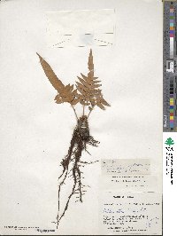 Lomariocycas magellanica image