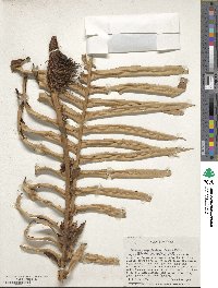 Lomariocycas magellanica image