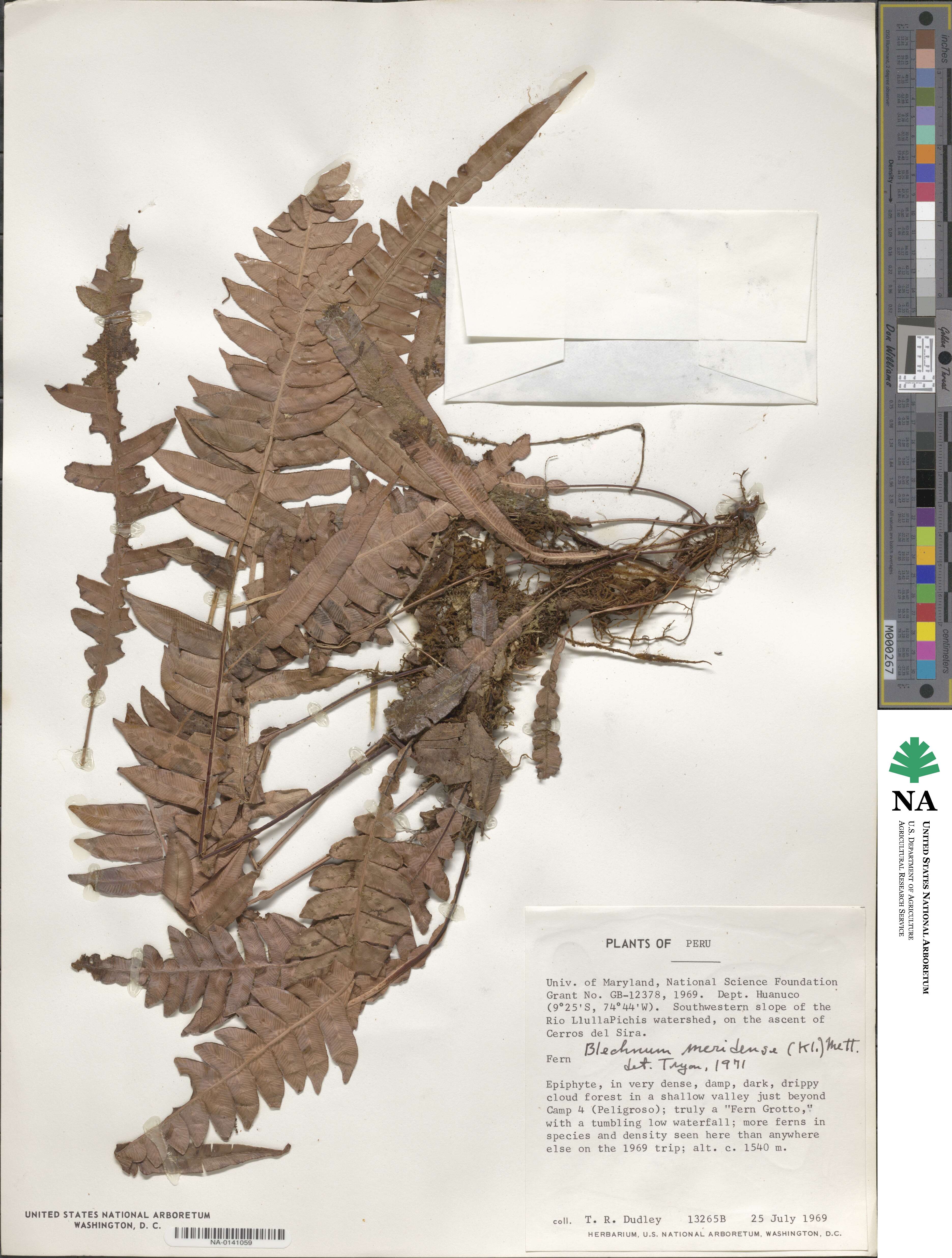 Blechnum meridense image