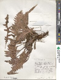 Blechnum meridense image