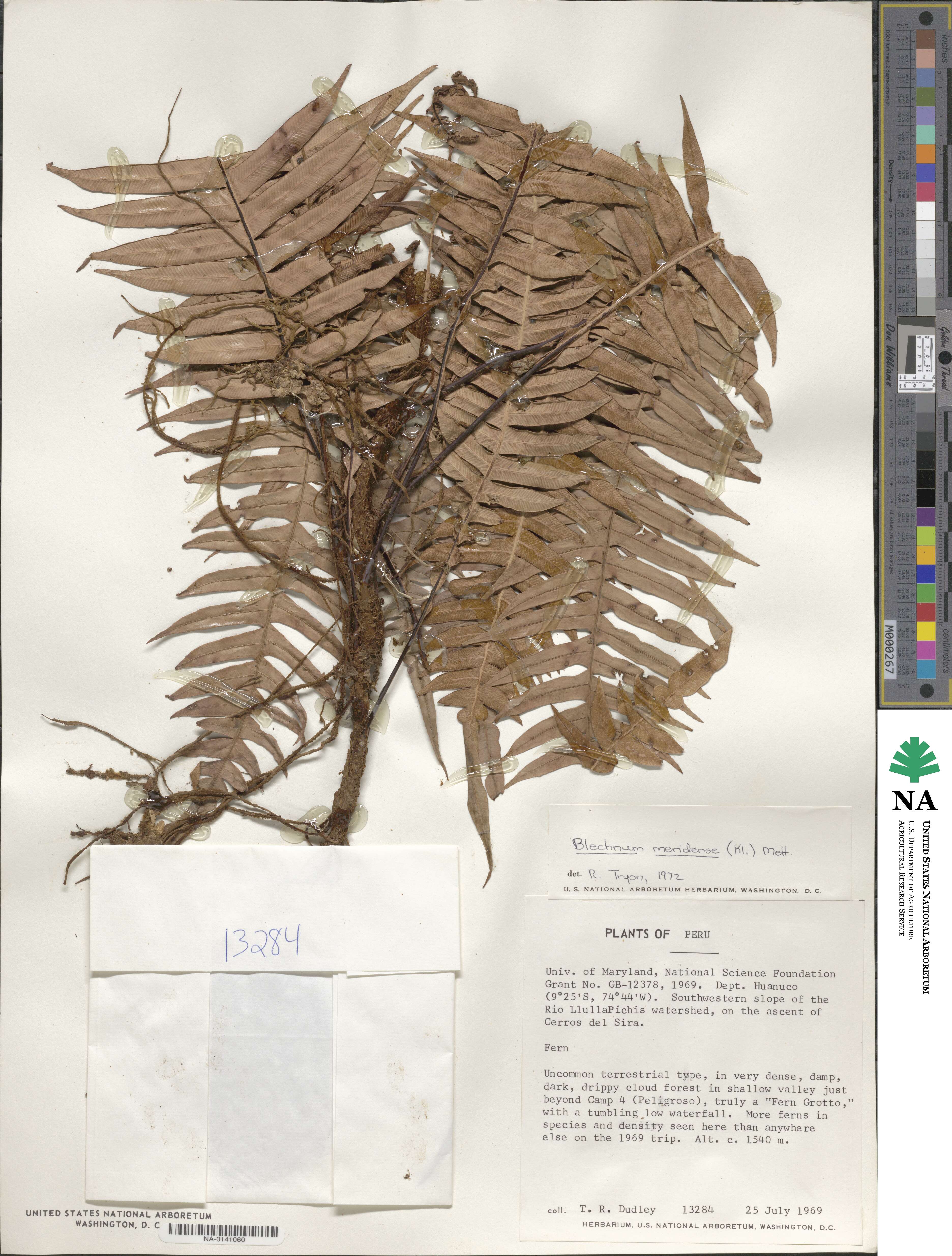 Blechnum meridense image