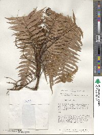 Blechnum meridense image