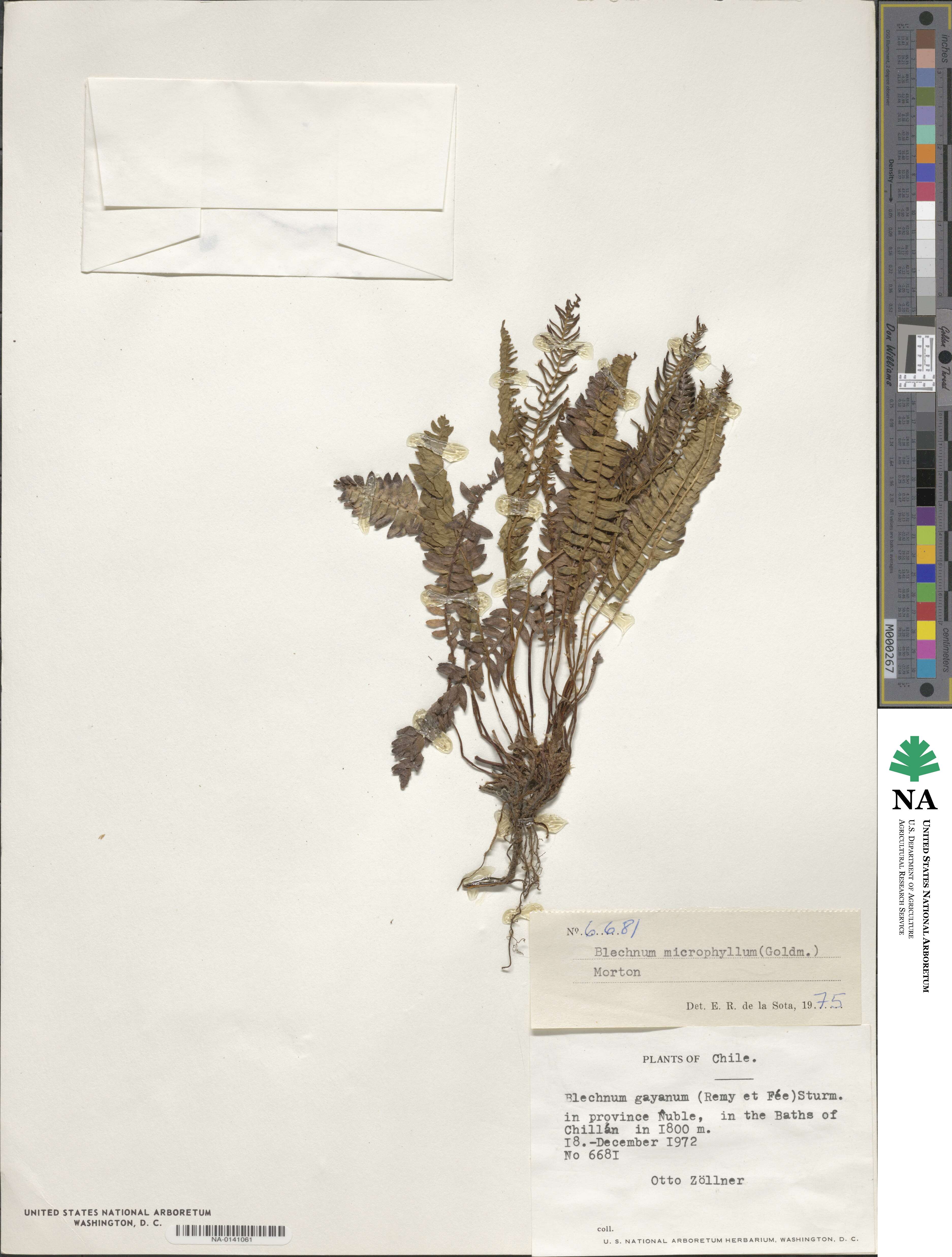 Austroblechnum microphyllum image