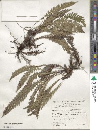 Austroblechnum fernandezianum image