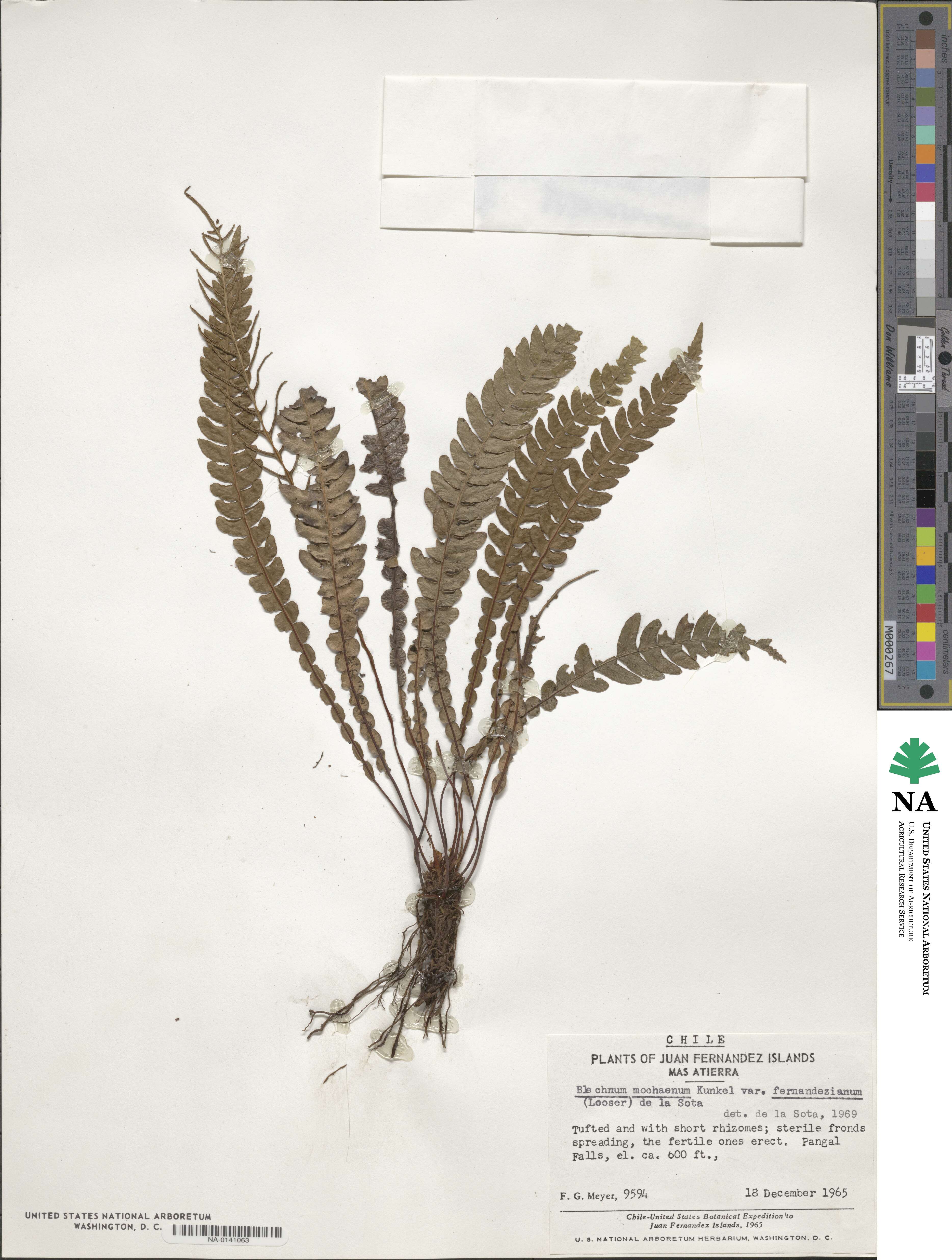 Austroblechnum fernandezianum image