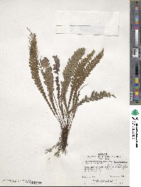 Austroblechnum fernandezianum image