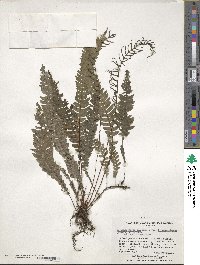 Austroblechnum fernandezianum image