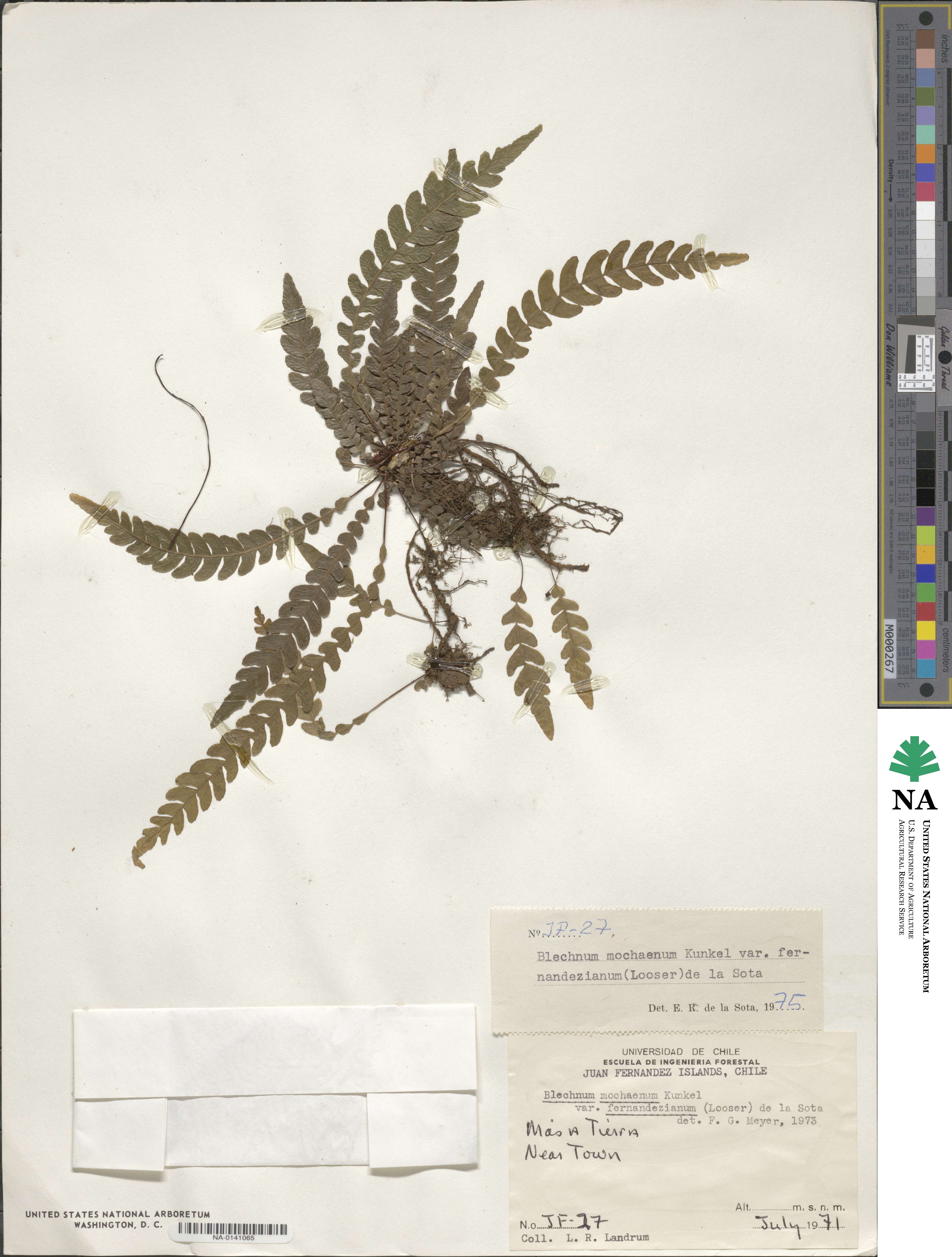 Austroblechnum fernandezianum image