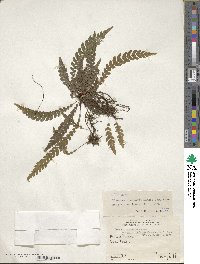 Austroblechnum fernandezianum image