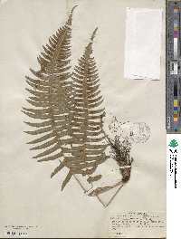 Blechnum occidentale image