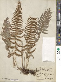 Blechnum occidentale image