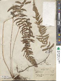 Blechnum occidentale image