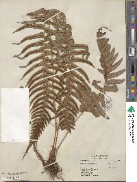 Blechnum occidentale image