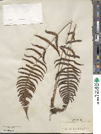 Blechnum occidentale image