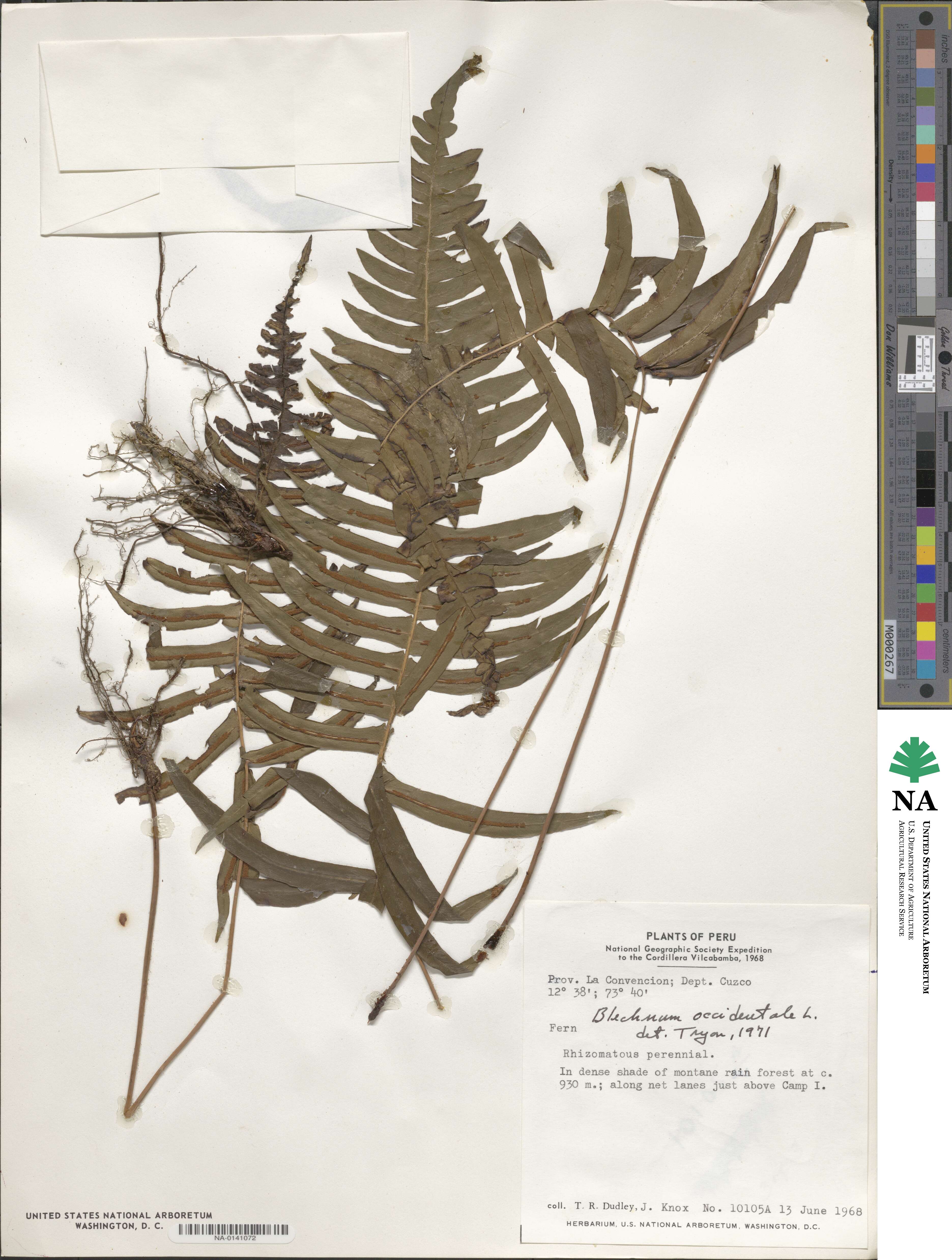 Blechnum occidentale image