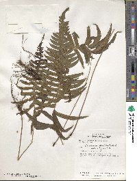 Blechnum occidentale image