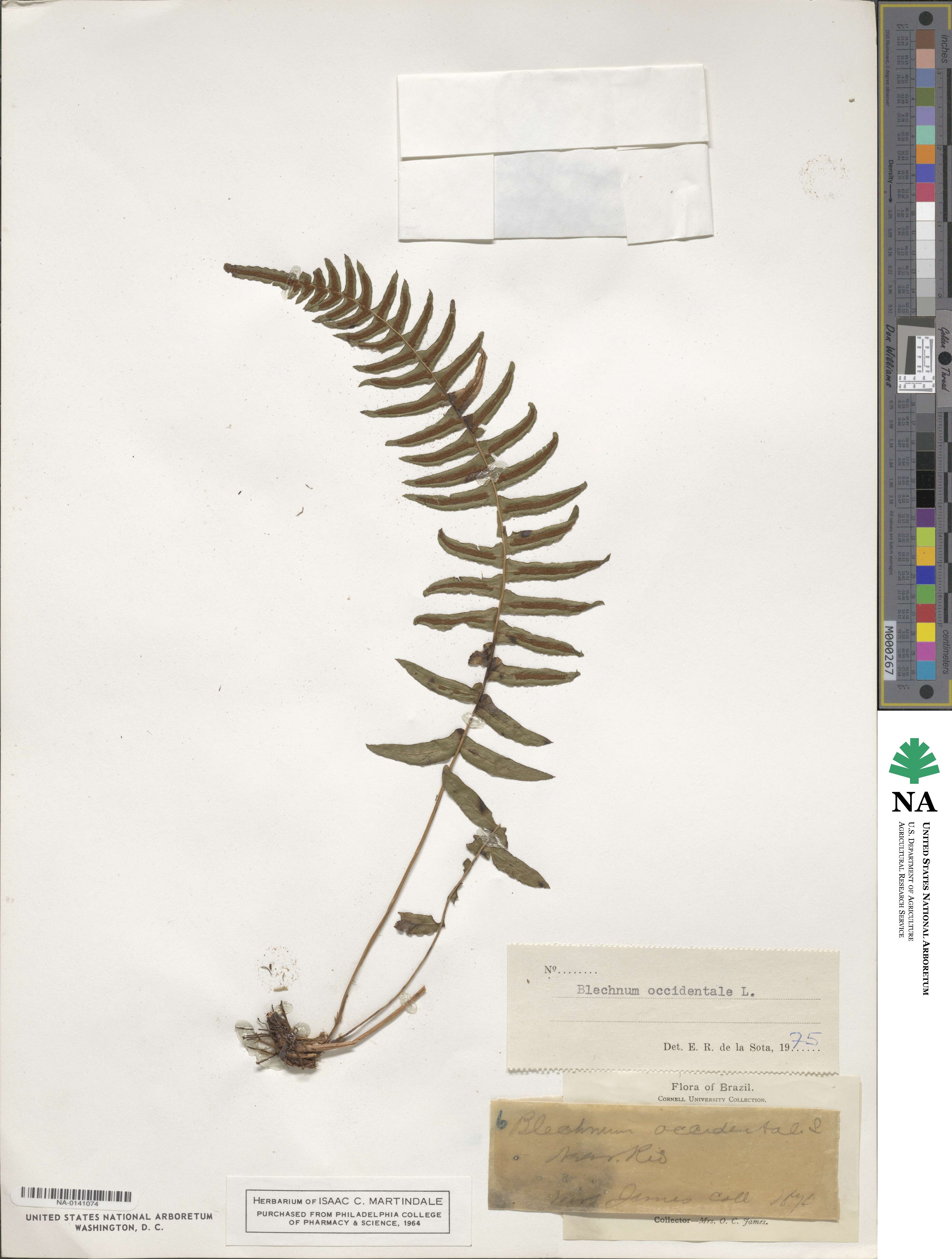 Blechnum occidentale image