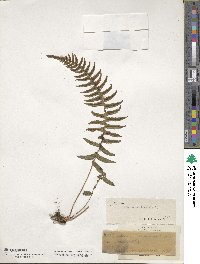 Blechnum occidentale image