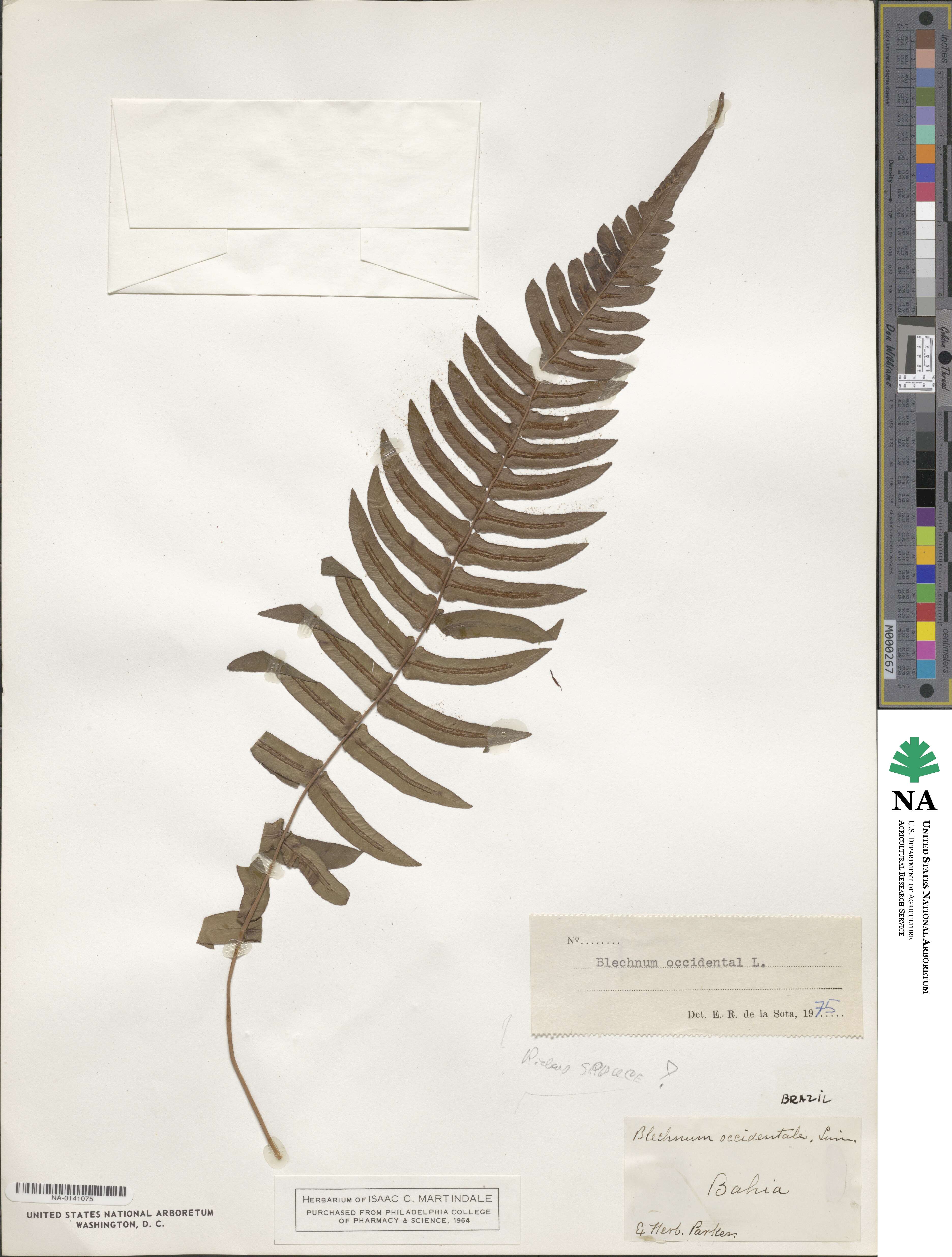 Blechnum occidentale image