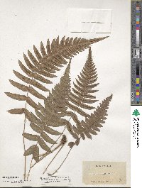 Blechnum occidentale image