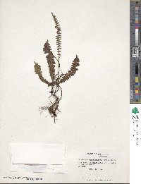 Austroblechnum penna-marina image