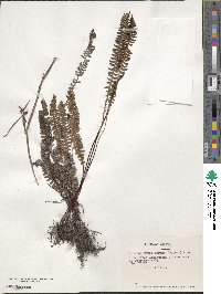 Austroblechnum penna-marina image