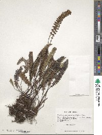 Austroblechnum penna-marina image