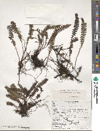 Austroblechnum penna-marina subsp. penna-marina image