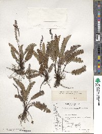 Austroblechnum penna-marina image