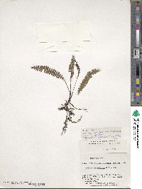 Austroblechnum penna-marina subsp. penna-marina image